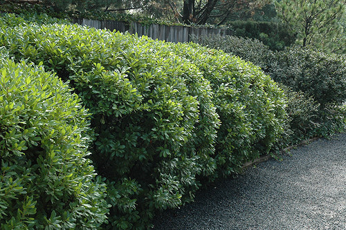 Northern Bayberry (Myrica pensylvanica 1171.5) #5 