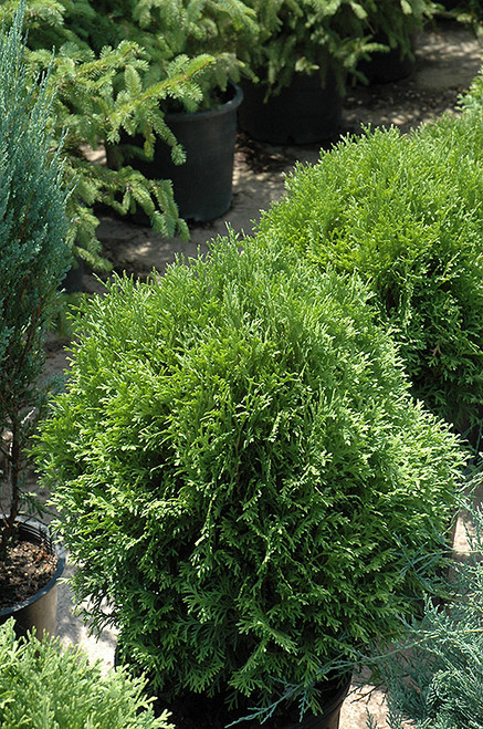 Tom Thumb Arborvitae (Thuja occidentalis 'Tom Thumb' 2249.515) #5 15-18"