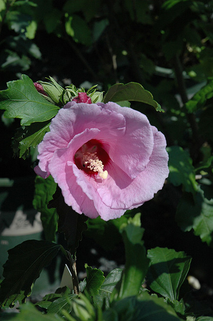 Minerva Rose of Sharon (Hibiscus syriacus 'Minerva' 1569.3) #3 