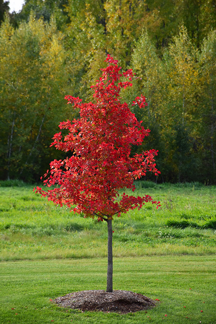 Wildfire Black Gum (Nyssa sylvatica 'Wildfire' 0444.9) #15 