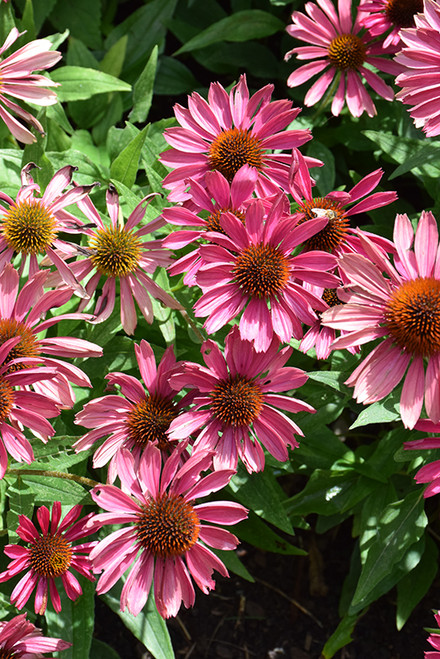 Butterfly Purple Emperor Coneflower (Echinacea 'Purple Emperor' 5691.1) #1 