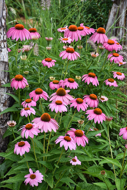 Purple Coneflower (Echinacea purpurea 4320.1) #1 