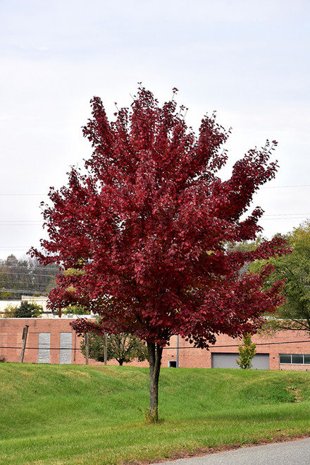Brandywine Red Maple (Acer rubrum 'Brandywine' 0163.91+) #15 1.25"