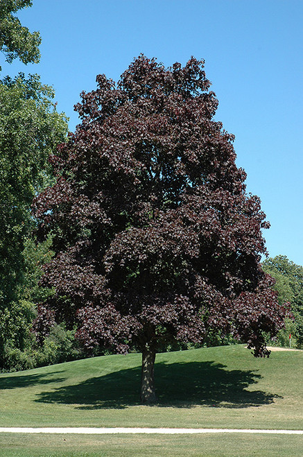 Crimson King Norway Maple (Acer platanoides 'Crimson King' 0025.91+) #15 1.25"