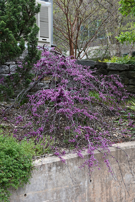 Ruby Falls Redbud (Cercis canadensis 'Ruby Falls' 0162.9) #15 