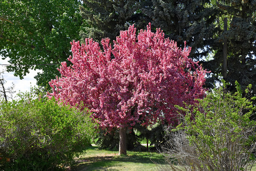 Prairifire Flowering Crab (Malus 'Prairifire' 0290.9) #15 