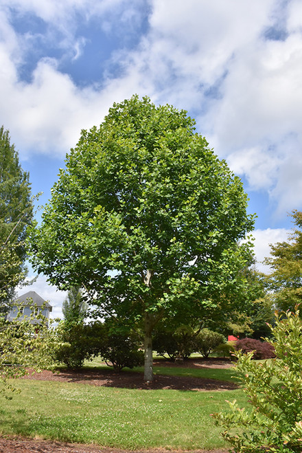 Emerald City Tuliptree (Liriodendron tulipifera 'JFS-Oz' 01830117) #20 1.75"
