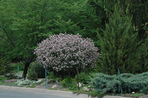 Dwarf Korean Lilac (tree form) (Syringa meyeri 'Palibin (tree form)' 1397.9ST) #15 STD