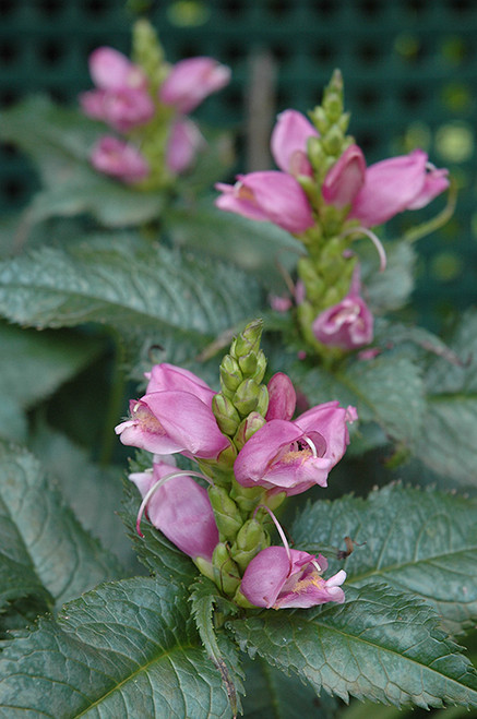 Hot Lips Turtlehead (Chelone lyonii 'Hot Lips' 4417*1) TRADE 1 