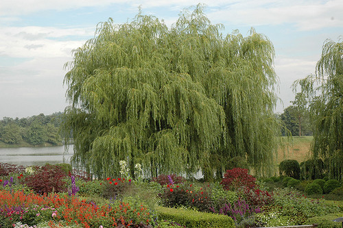 Golden Weeping Willow (Salix alba 'Tristis' 0408.91.) #15 1.5"