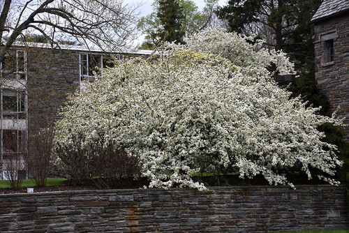 Sargent's Flowering Crab (Malus sargentii 0335.966) #15 6'