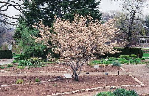 Shadblow Serviceberry (clump) (Amelanchier canadensis '(clump)' 1015.7M3) #7 36" MS