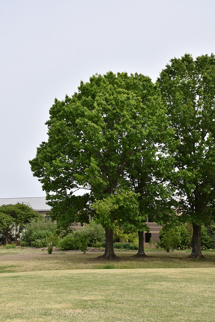 Red Oak (Quercus rubra 0530.91+) #15 1.25"
