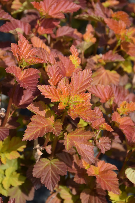 Amber Jubilee Ninebark (Physocarpus opulifolius 'Jefam' 1190.8ST) #10 STD
