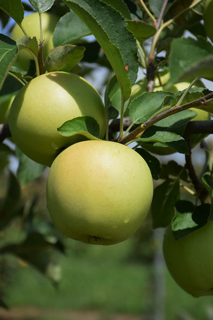 Golden Delicious Apple (Malus 'Golden Delicious' 0257.8) #10 