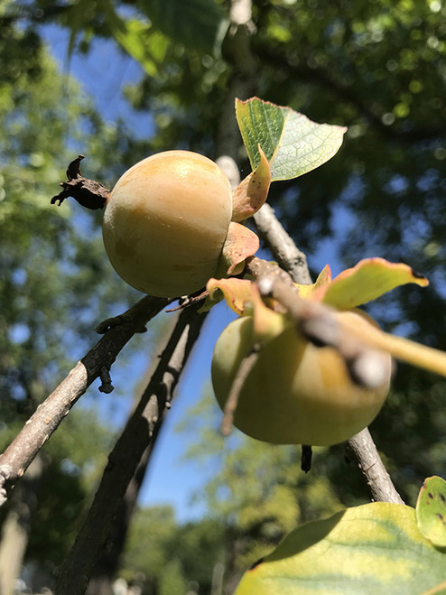 Common Persimmon (Diospyros virginiana 0132.5) #5 