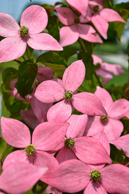 Scarlet Fire Flowering Dogwood (Cornus kousa 'Rutpink' 0929.9) #15 