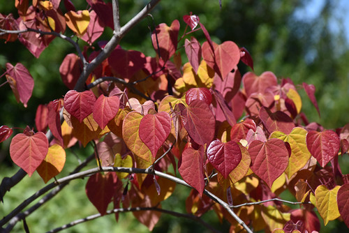 Flame Thrower Redbud (Cercis canadensis 'NC2016-2' 0182.7) #7 
