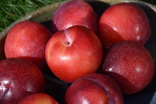Santa Rosa Plum (Prunus 'Santa Rosa' 0425.8) #10 