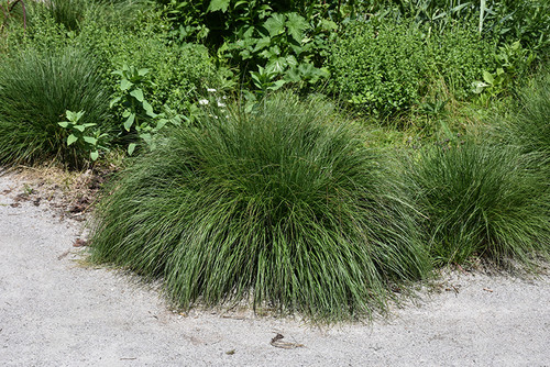 Piglet Fountain Grass (Pennisetum alopecuroides 'Piglet' 5436.1) #1 