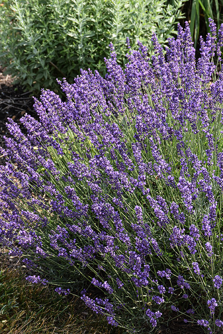 Imperial Gem Lavender (Lavandula angustifolia 'Imperial Gem' 5714.1) #1 