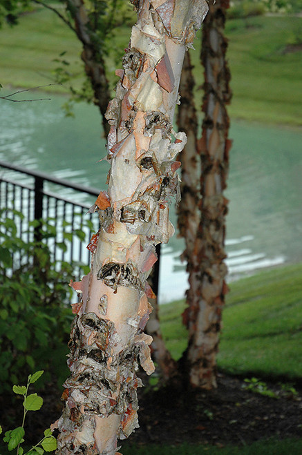 River Birch (Betula nigra 0093.91+) #15 1.25"