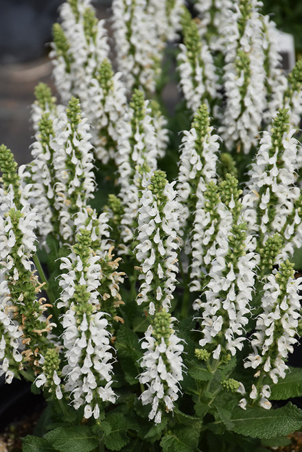 Bumblesnow Meadow Sage (Salvia nemorosa 'Bumblesnow' 5327.1) #1 