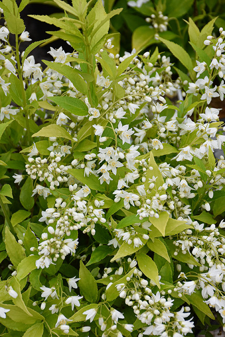 Chardonnay Pearls Deutzia (Deutzia gracilis 'Duncan' 1767.3PW) #3 PWINNER