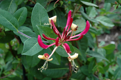 Peaches And Cream Honeysuckle (Lonicera periclymenum 'Peaches And Cream' 1162.3SK) #3 STAKE
