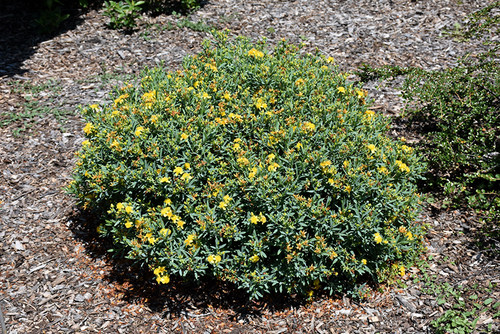 Cobalt-n-Gold St. John's Wort (Hypericum kalmianum 'PIIHYP-I' 1849.3) #3 