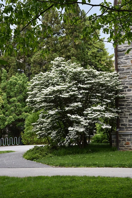 Summer Snowflake Doublefile Viburnum (Viburnum plicatum 'Summer Snowflake' 1462.3) #3 