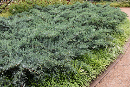 Grey Owl Redcedar (Juniperus virginiana 'Grey Owl' 2711.3) #3 
