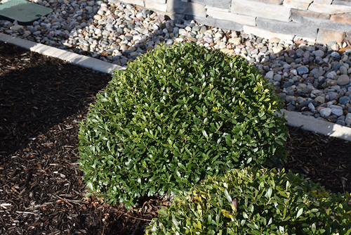 Strongbox Inkberry Holly (Ilex glabra 'ILEXFARROWTRACEY' 2853.3PW) #3 PWINNER