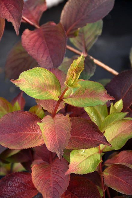 Midnight Sun Reblooming Weigela (Weigela florida 'Verweig9' 1584.3PW) #3 PWINNER