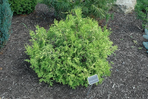 Vintage Gold Dwarf Moss Falsecypress (Chamaecyparis pisifera 'Vintage Gold' 2562.3) #3 