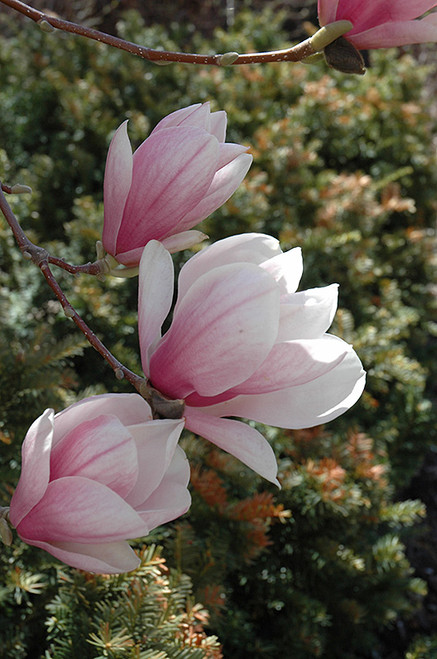 Saucer Magnolia (Magnolia x soulangeana 1172.5) #5 