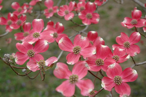 Cherokee Chief Flowering Dogwood (Cornus florida 'Cherokee Chief' 0045.5) #5 