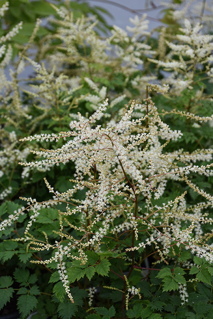 Chantilly Lace Goatsbeard (Aruncus 'Chantilly Lace' 5407.1PW) #1 PWINNER