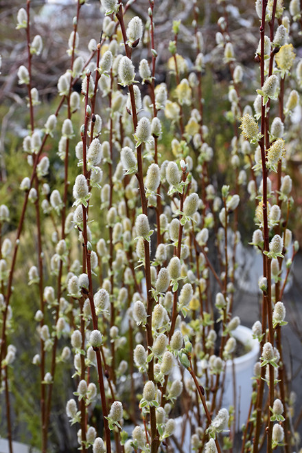 Pussy Willow (Salix discolor 1339.5) #5 