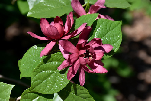 Common Sweetshrub (Calycanthus floridus 1056.5) #5 
