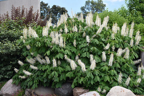 Bottlebrush Buckeye (Aesculus parviflora 1010.5) #5 