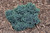 Blue Star Juniper (Juniperus squamata 'Blue Star' 2065.312) #3 12-15"
