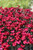 Frosty Fire Pinks (Dianthus 'Frosty Fire' 4405.1) #1 
