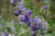 Blue Mist Caryopteris (Caryopteris x clandonensis 'Blue Mist' 1036.312) #3 12-15"