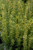Fairview Yew (Taxus x media 'Fairview' 2225.518) #5 18-24"