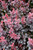 Concorde Japanese Barberry (Berberis thunbergii 'Concorde' 1801.312) #3 12-15"