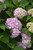 All Summer Beauty Hydrangea (Hydrangea macrophylla 'All Summer Beauty' 1106.3) #3 
