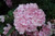 All Summer Beauty Hydrangea (Hydrangea macrophylla 'All Summer Beauty' 1106.3) #3 