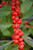 Red Sprite Winterberry (Ilex verticillata 'Red Sprite' 1790.3) #3 