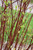 Arctic Fire Red Twig Dogwood (Cornus sericea 'Farrow' 1294.3PW) #3 PWINNER
